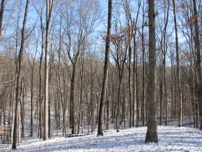 winterwoods.jpg